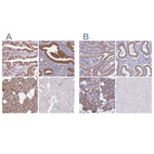 Immunohistochemical staining of human duodenum, endometrium, salivary gland and skeletal muscle using Anti-TMED10 antibody HPA047139 (A) shows similar protein distribution across tissues to independent antibody HPA050539 (B).