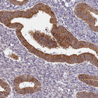 Immunohistochemical staining of human endometrium shows strong granular cytoplasmic positivity in glandular cells.