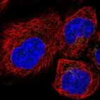 Immunofluorescent staining of human cell line A-431 shows localization to the Golgi apparatus.