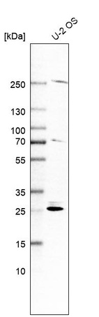 Western blot analysis in human cell line U-2 OS.