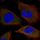 Immunofluorescent staining of human cell line U-251 MG shows localization to cytosol.