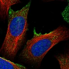 Immunofluorescent staining of human cell line U-2 OS shows localization to plasma membrane.