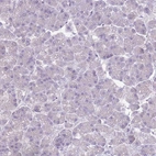 Immunohistochemical staining of human pancreas shows no cytoplasmic positivity in exocrine glandular cells as expected.