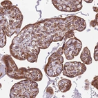 Immunohistochemical staining of human placenta shows strong cytoplasmic positivity in trophoblastic cells.