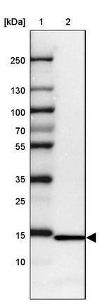 Lane 1: Marker [kDa] 250, 130, 100, 70, 55, 35, 25, 15, 10_br/_Lane 2: Human cell line HEK 293