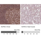 Anti-NUP50 Antibody