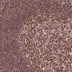 Immunohistochemical staining of human tonsil shows strong nuclear/nuclear membranous positivity in germinal center cells and non-germinal center cells.