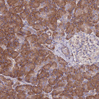 Immunohistochemical staining of human pancreas shows strong cytoplasmic granular positivity in exocrine glandular cells.