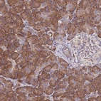 Immunohistochemical staining of human pancreas shows strong cytoplasmic granular positivity in exocrine glandular cells.
