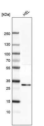 Western blot analysis in human cell line HEL.