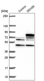 Western blot analysis in control (vector only transfected HEK293T lysate) and DDX59 over-expression lysate (Co-expressed with a C-terminal myc-DDK tag (~3.1 kDa) in mammalian HEK293T cells, LY422174).