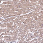 Anti-ZFP57 Antibody