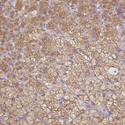 Immunohistochemical staining of human adrenal gland shows moderate granular cytoplasmic positivity in glandular cells.