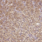 Immunohistochemical staining of human adrenal gland shows moderate granular cytoplasmic positivity in glandular cells.