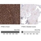 Immunohistochemistry analysis in human tonsil and skeletal muscle tissues using HPA047183 antibody. Corresponding PTMA RNA-seq data are presented for the same tissues.