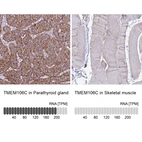 Anti-TMEM106C Antibody