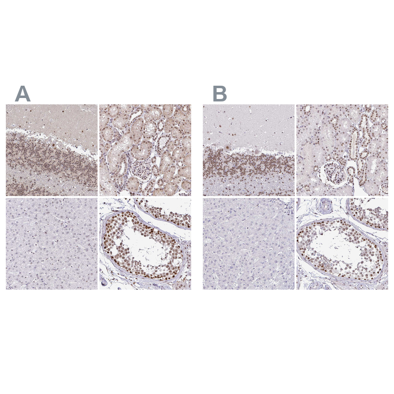 Anti-SIN3A Antibody