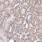 Immunohistochemical staining of human kidney shows moderate to strong nuclear positivity in cells in tubules.
