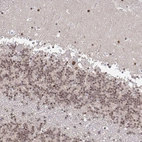Immunohistochemical staining of human cerebellum shows moderate nuclear positivity in all layers.