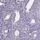 Immunohistochemical staining of human endometrium shows negative to very weak cytoplasmic positivity in glandular cells.