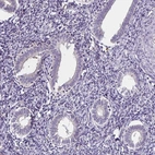 Immunohistochemical staining of human endometrium shows negative to very weak cytoplasmic positivity in glandular cells.
