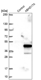 Western blot analysis in control (vector only transfected HEK293T lysate) and ABHD17A over-expression lysate (Co-expressed with a C-terminal myc-DDK tag (~3.1 kDa) in mammalian HEK293T cells, LY403109).