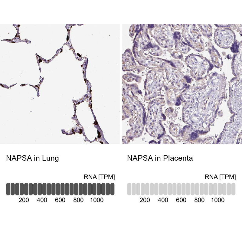 Anti-NAPSA Antibody