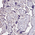 Immunohistochemical staining of human placenta shows low expression as expected.