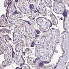 Immunohistochemical staining of human placenta shows low expression as expected.