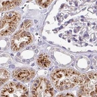 Immunohistochemical staining of human kidney using Anti-NAPSA antibody HPA047236.