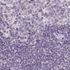 Anti-NAPSA Antibody