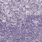 Immunohistochemical staining of human lymph node using Anti-NAPSA antibody HPA047236.