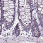 Immunohistochemical staining of human colon using Anti-NAPSA antibody HPA047236.