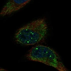 Immunofluorescent staining of human cell line HeLa shows localization to nuclear bodies & mitochondria.
