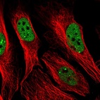 Immunofluorescent staining of human cell line U-2 OS shows localization to nucleoplasm & nuclear bodies.