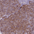 Anti-SUCO Antibody