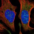 Immunofluorescent staining of human cell line U-2 OS shows localization to nucleoli fibrillar center & cytosol.