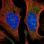 Immunofluorescent staining of human cell line U-2 OS shows localization to nucleoli fibrillar center & cytosol.