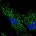 Immunofluorescent staining of human cell line U-251 MG shows localization to microtubules.