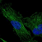 Immunofluorescent staining of human cell line U-251 MG shows localization to microtubules.