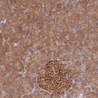 Immunohistochemical staining of human pancreas shows strong cytoplasmic-membranous positivity in endocrine glandular cells and moderate cytoplasmic positivity in exocrine glandular cells.