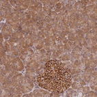 Immunohistochemical staining of human pancreas shows strong cytoplasmic-membranous positivity in endocrine glandular cells and moderate cytoplasmic positivity in exocrine glandular cells.