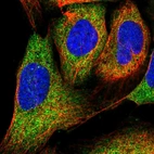 Immunofluorescent staining of human cell line U-2 OS shows localization to cytosol.