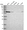 Anti-CPNE1 Antibody