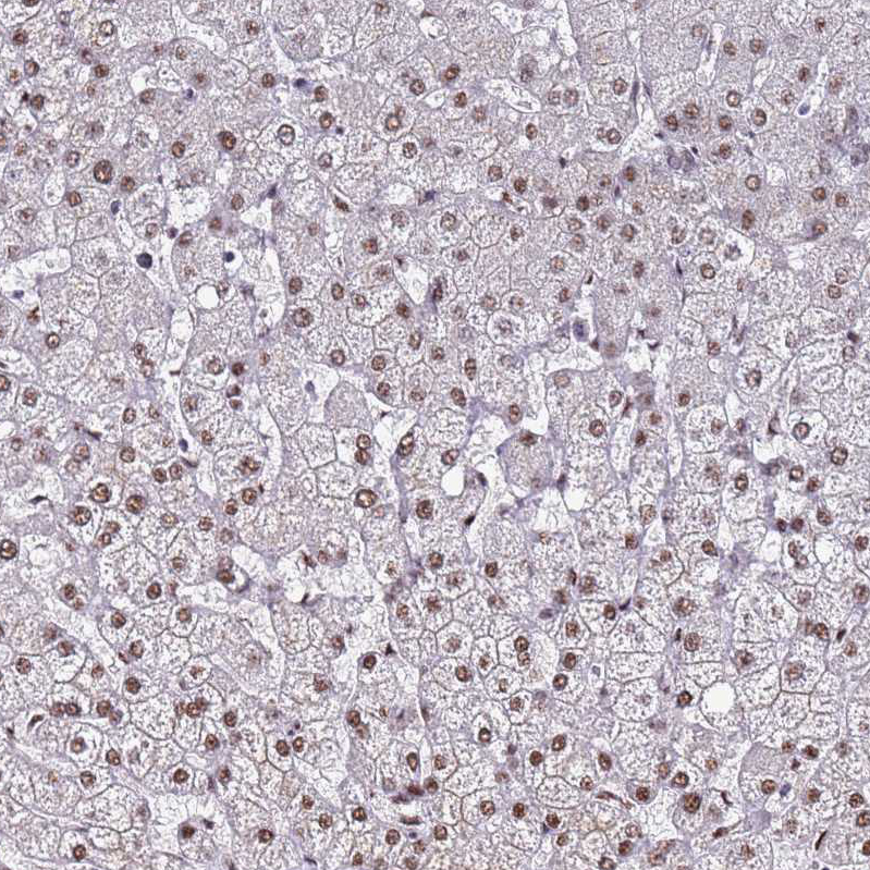 Anti-PSMA7 Antibody