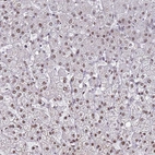 Anti-PSMA7 Antibody