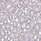 Immunohistochemical staining of human kidney shows moderate nuclear positivity in cells in tubules.