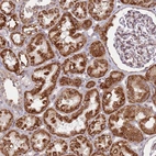 Anti-DCAF4 Antibody