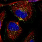 Immunofluorescent staining of human cell line HeLa shows localization to endosomes & lysosomes.