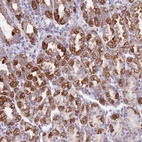 Anti-SS18L2 Antibody